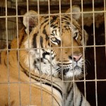 tigre-del-circo-roma1