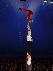 acrobates