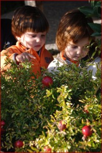 observant els fruits del bosc