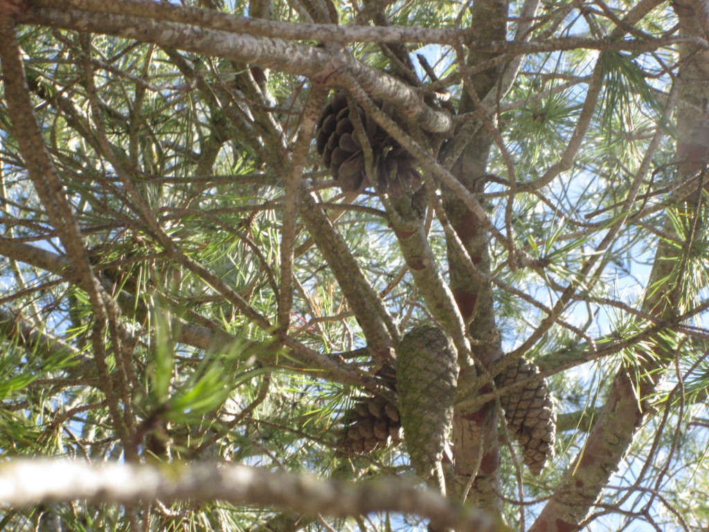 L'arbre. Fotògrafa: Mariona Martínez