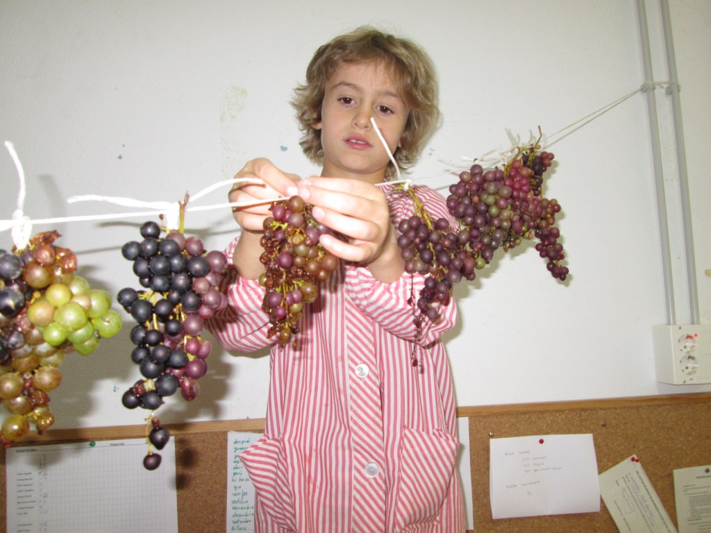 Pengem el raïm perquè s'assequi i puguem menjar panses.