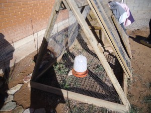 JA TENIM EL GALLINER I LES GALLINES!!