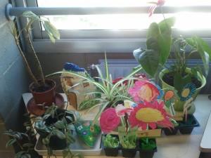 Jardí amb flors
