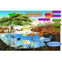 ecosistemes