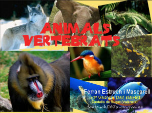 avertebr