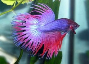 peix betta