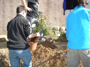L' Arnau en la plantada de la tarda