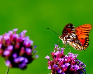 flickr-1100907931-medium