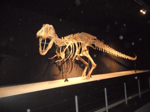 Sóc el més "guapo" de tot el Museu.