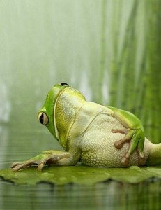 constipatedfrog1-385x500