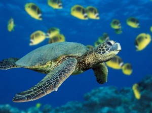 tortuga