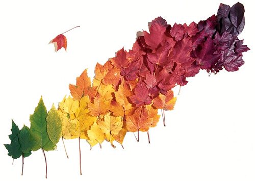 colores-hojas-clima