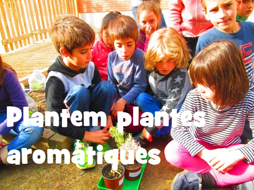 plantes