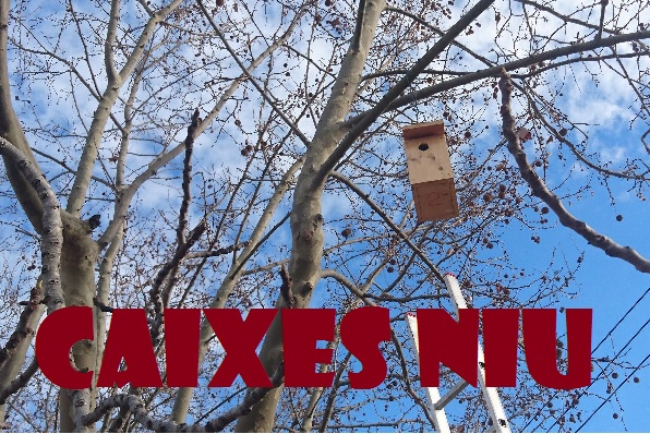 caixes-niu