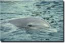 delfin108.jpg
