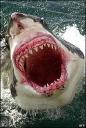 tiburon.jpg