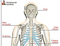 esquelet-enciclopedia