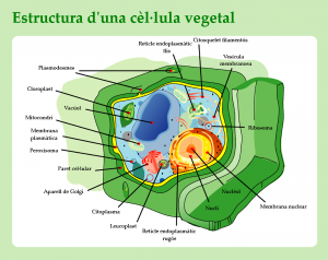 estructura_celc2b7lula_vegetal