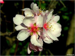 flor-dametller-prunus-dulcisjpg