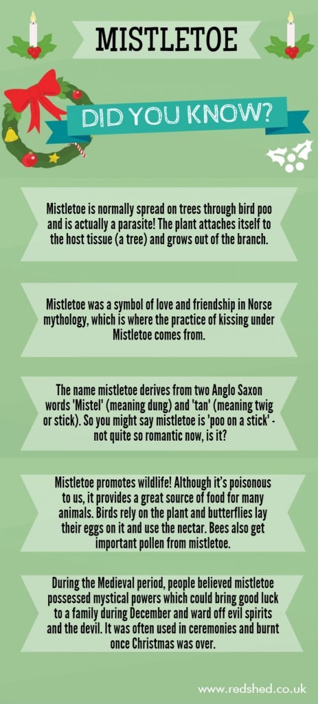 mistletoe-infographic