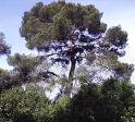 bosc-medtrr