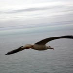 bird_flying_1280x800-611276