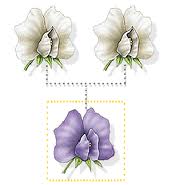 FLORS LIBROS VIVOS