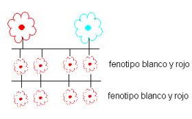 GENETICA FLORS