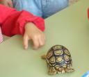 LA TORTUGA