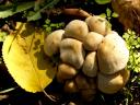 Bolets 1