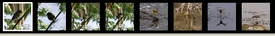 mosquiter.jpg