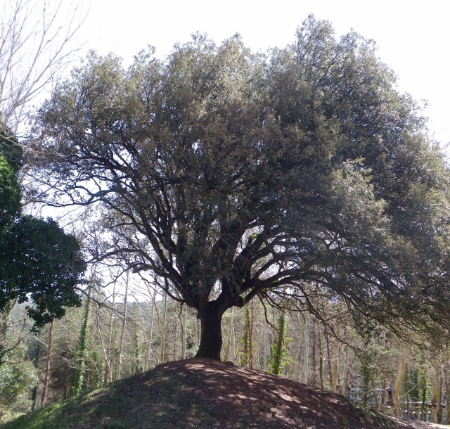 De profe de natus a profe d'STEAM