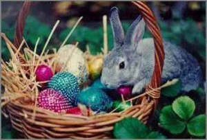 Conill de Pasqua