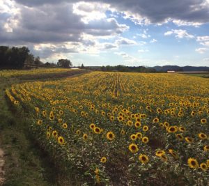 girasols