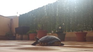 tortuga