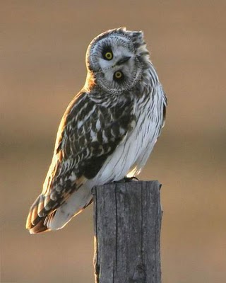 animalhumor1