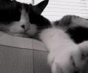 gato.jpg