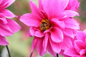 0686-mainau-canon-200808145