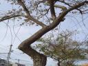 Arbre al Lluis Vives