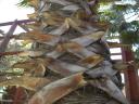 Palmera