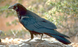 raven_switchzoo