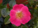 rosa_american_pillar_1.JPG