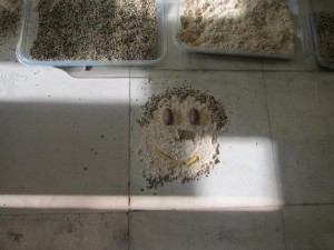 IMG_2176_922x691