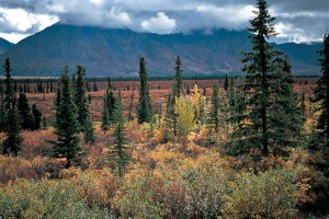 taigasiberianaclimacontinental