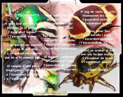 ball-descarabats1