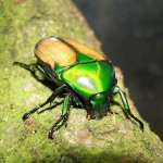 Jo em dic CHLOROCALA AFRICANA SMARAGDINA