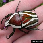 Jo em dic DICRONORRHINA DERBYANA LAYARDI