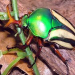 Jo em dic EUDICELLA GRALLI HUBINI