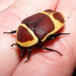 Jo em dic PACHNODA MARGINATA PEREGRINA.