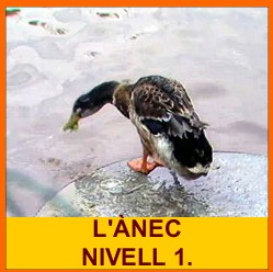 anec